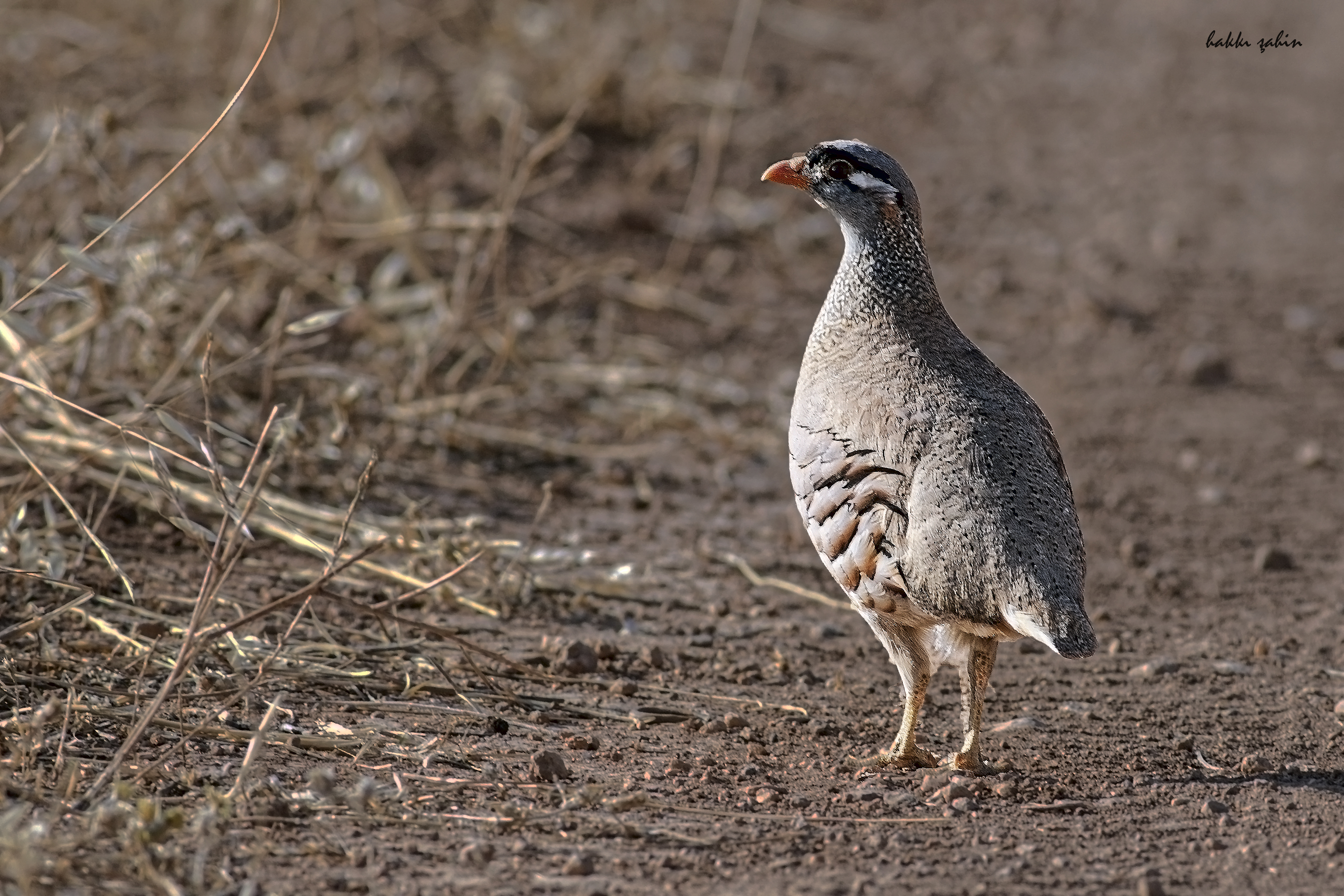 See-see Partridge